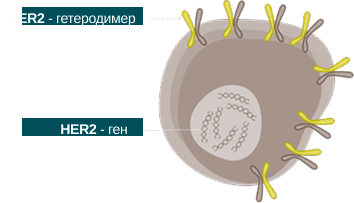 her2 gene
